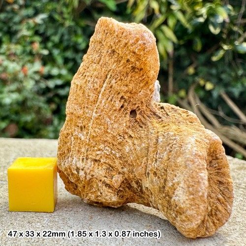Genuine british jurassic coral - british,