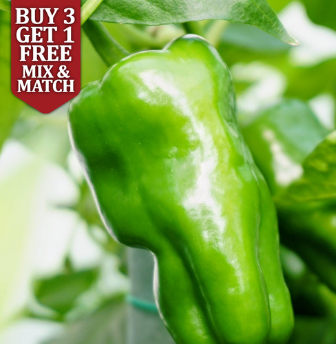 Padron chilli pepper seeds - pepper,
