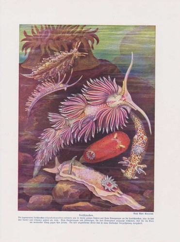 Marine snails opisthobranchia - marine,