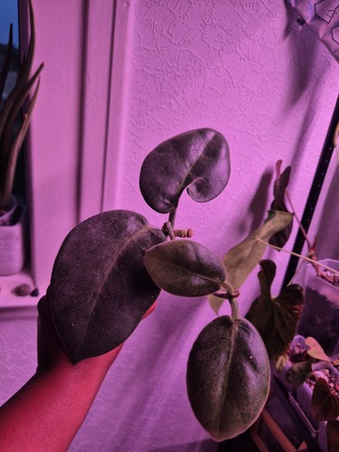 Hoya calycina stargazer plant - stargazer,