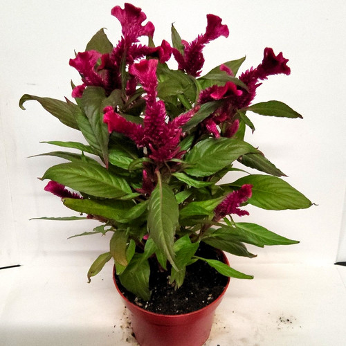 Cockscomb potted - cockscomb, (celosia)