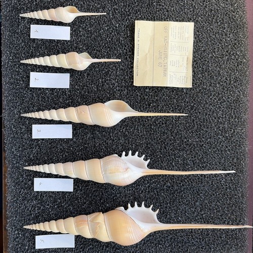 Spindle auger tibia - spindle, auger/tibia