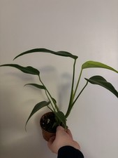 Monstera burle marx flame -