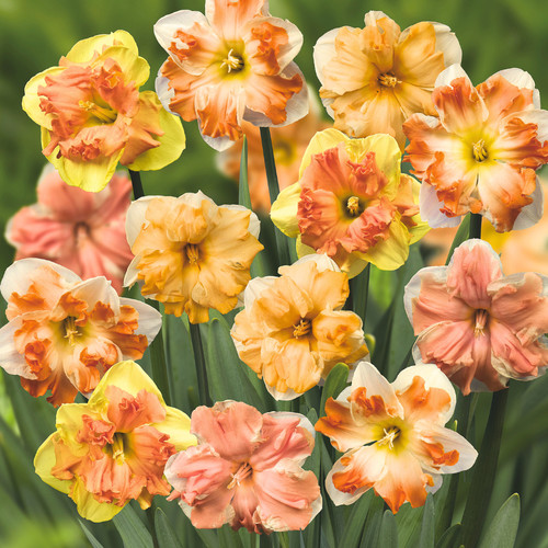 Narcissus rainbow - t&m,