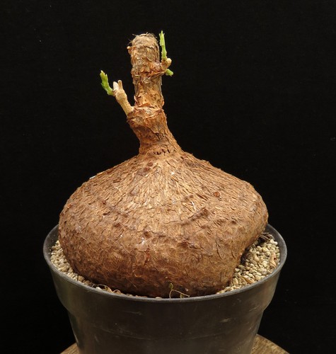 Cyphostemma