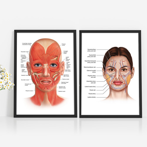 Face anatomy poster muscle - anatomy,