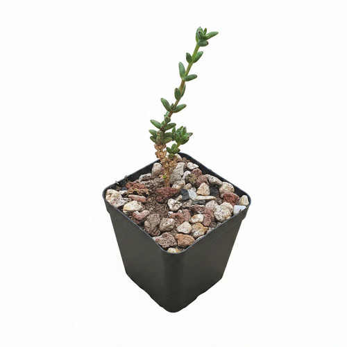 Trichodiadema densum desert - densum,