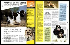 American Cocker Spaniel - Temperament - Dogs Of The World Atlas Fact File Card