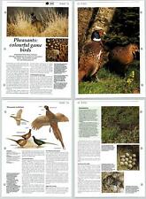 Pheasants Colourful Game Birds - Birds - The Living Countryside 2 Pages