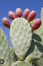 2 x 20cm - 30cm Opuntia Ficus