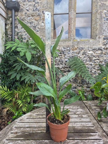 Strelitzia reginae bird - reginae,
