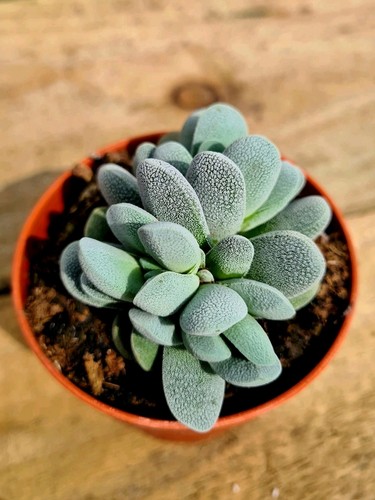 Crassula tecta succulent - crassula, |