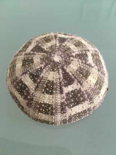 Large 8cm tartan alfonso sea - 7/8cm,