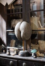 Large 19thC Mottled Coco De Mer Taxidermy Natural History Maritime Sailors Curio