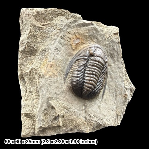 Rare cornuproetus cornutus - cornuproetus,