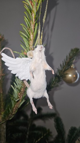 Taxidermy funny mouse