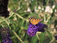 Live Monarch Blue Knight