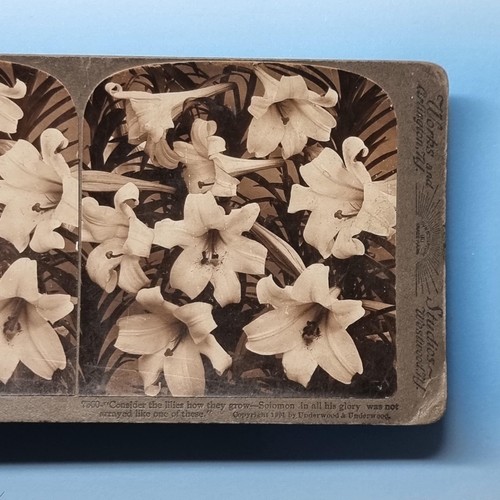 Victorian natural history - victorian,