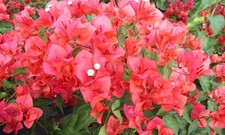Bougainvillea Miss manila