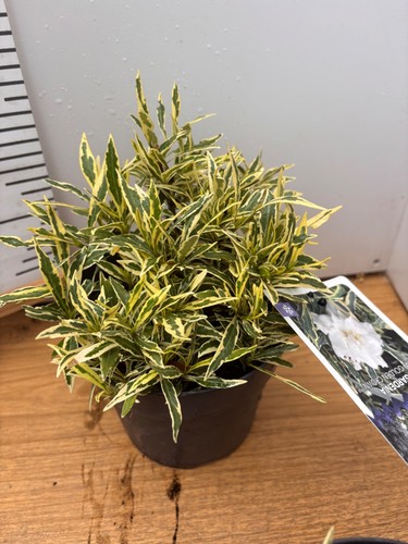 Gardenia jasminoides golden - gardenia,
