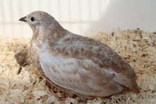 12 Chinese Painted Quail Eggs.