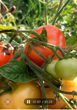 Tomatoes Plants 6 Beautiful