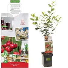Sour cherry tree - Morello