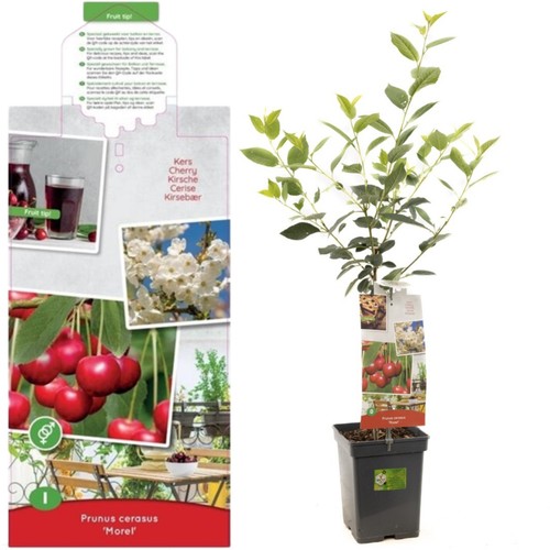 Sour cherry tree morello - cherry,