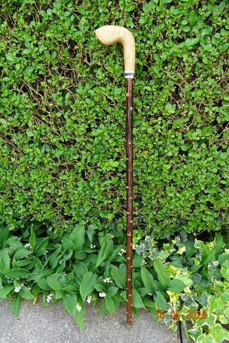 Blackthorn walking stick with