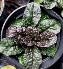 Ajuga collection of 3
