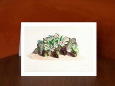 Cephalotus from The Floral