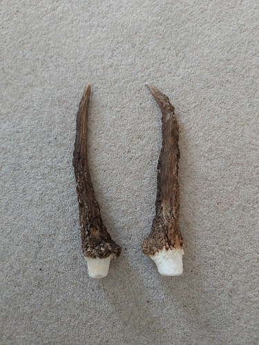 Fallow pricket deer - pricket, x