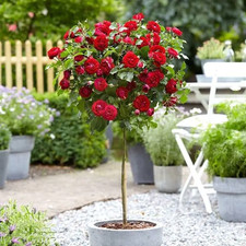 Standard Red Scarlet Rose Tree - 100-130 cm tall Outdoor Garden Plants Pot Grown