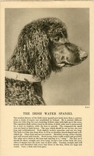 IRISH WATER SPANIEL HEAD STUDY
