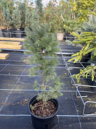 White spruce 40cm picea - white,
