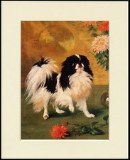 JAPANESE CHIN SPANIEL LOVELY