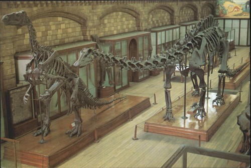 Vintage british museum natural - vintage,