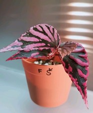 BEGONIA JULAU TIPE ONE FOR