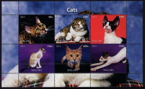 Malawi 2011 cats miniature - malawi,