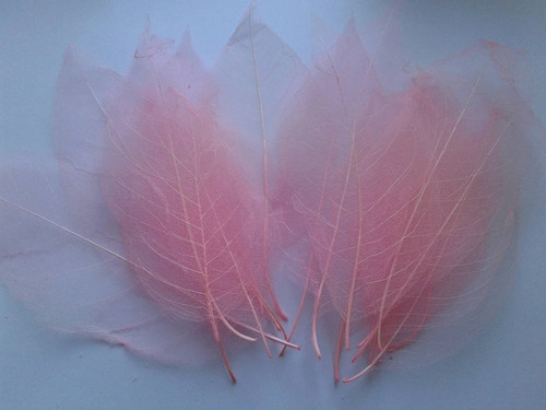 Natural skeleton leaves - 20,