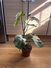 Monstera Albo Variegated - 17