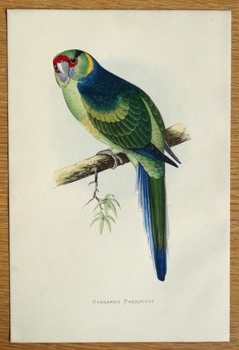 Antique parrot print - antique, barnard's