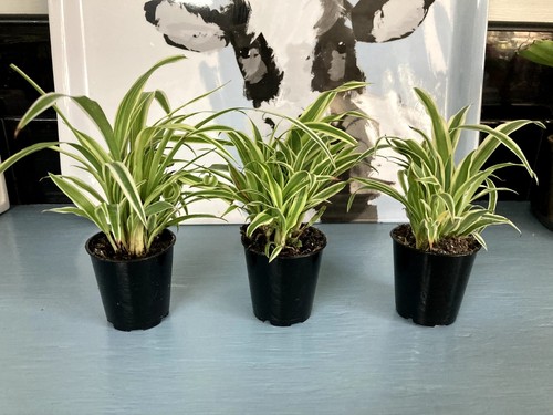 Spider plants - x,