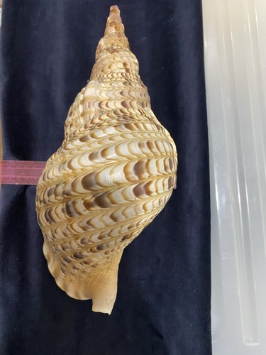 Charonia tritonis sea shell - sea,
