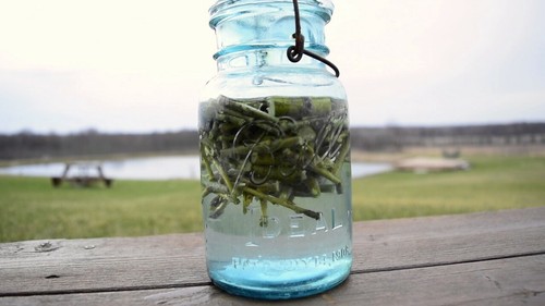 Make willow water - make,