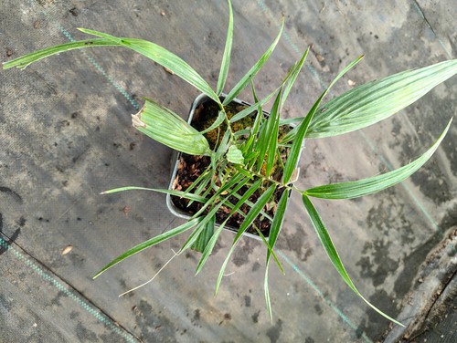 Phoenix pusilla cm - phoenix, pot