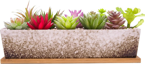 Succulent plant pots 30 5cm - succulent,