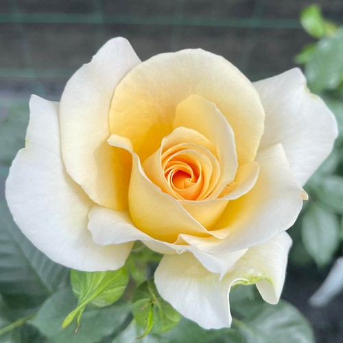 Harkness rose peace 4l - harkness,