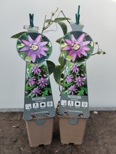 2x Passion Flower Amethyst
