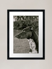 Greyhound x Framed Art Print